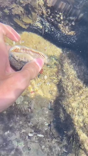 Stoked on this cowry today! #fyp #viral #shellcade #seashells #shell #beach #cowrie