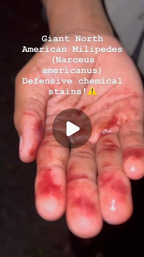 Caveman Wildlife on Instagram: "These North American Giant Millipedes (Narceus americanus) are quite the interesting creatures! This time of the year I find them all over and found out pretty quick about their defensive mechanism!🐛 Chemicals! They’ll spray out a benzoquinone from their rear end that smells/tastes very strong, as well as stains the skin! While harmless I suspect unless ingested or put in the eyes, it’s definitely not pleasant and doesn’t come off for a few days! ⚠️ ⚠️🔴⚠️🔴⚠️🔴⚠