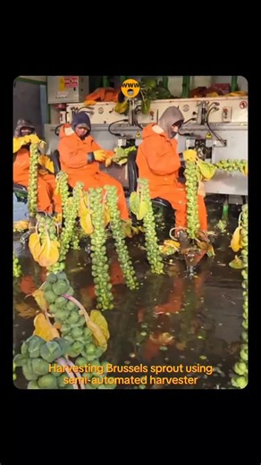 WaitWhatWhoa on Instagram: "Semi-automated Brussels sprout harvesters cut the stalk from the ground and use a knife-based system to strip the sprouts, which still requires some manual feeding of the stalks by an operator. Key manufacturers include Tumoba and Deman, who offer various models from trailed to self-propelled units. Operational Process The typical semi-automated harvesting process is designed to increase efficiency compared to manual picking while still involving human interaction. -S