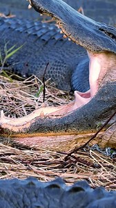Do alligators have tongues? And what the heck is that thing sticking out? Alligators have always fascinated me. OK, who am I kidding...all wildlife fascinates me 😁 But gators are their own kind of cool! Check out this side view of a big ol' swamp puppy yawn. In the first segment you can see the tongue briefly come up into view. Yes, gators have a tongue but it is attached and it doesn't move like ours does. But it is present and functions very well to help them with their meals. And what we see