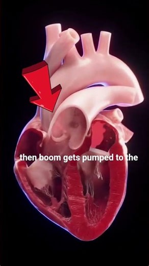 Heart Blood Flows #3danimation #health