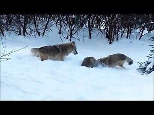 American Badger vs. Coyotes
