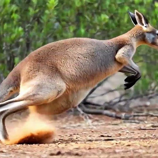 Kangaroo Life Cycle: From Courtship to Birth | Wildlife Documentary