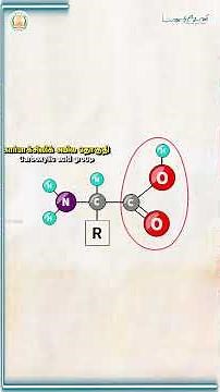 Proteins - PRIMARY STRUCTURE #manarkeni #மணற்கேணி