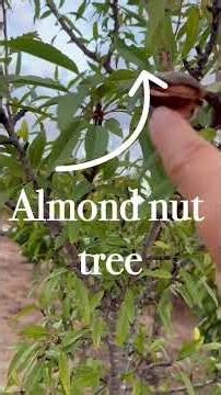 Nuts! #almond #tree #homestead #nature #nuts #blossom #birds #harvest #gumtree #orchard #australia