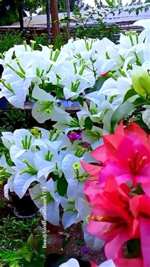 These Pink & White Bougainvillea Are Magical 🌸✨ | Flower Garden 4K