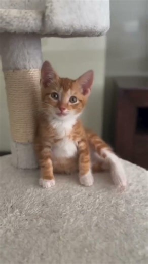 kidding with beautiful kittens 😸 #cat #adoreble #cute