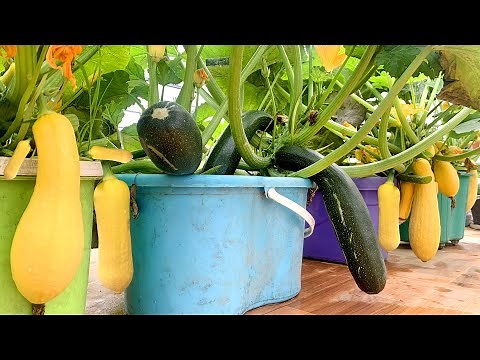 Have you ever seen Zucchini growing on the terrace with so many fruits?