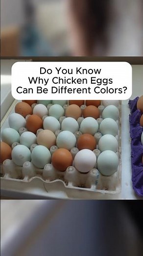 What Determines the Color of a Chicken Egg??