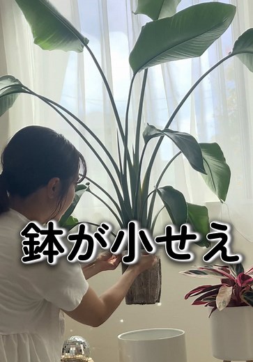 ダイソー産ストレリチアオーガスタの育て方