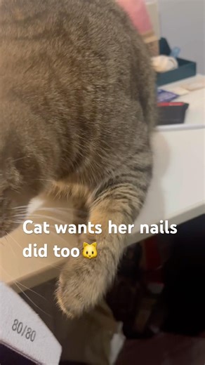 Cat is obsessed with filing her nails 💅 🐈 #funnycats #happypets #catcute