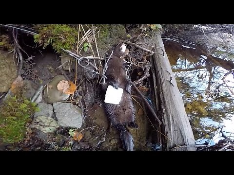 Mink Trapping in Newfoundland (on my Grandfathers old line).