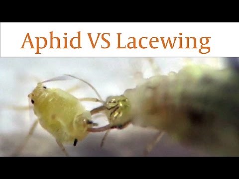 Lacewing Larvae Devours Aphids Alive in Real Time
