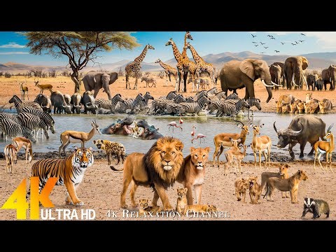 KRUGER NATIONAL PARK 4K [60FPS] - Exploring Majestic African Wildlife Film with Relaxing Music