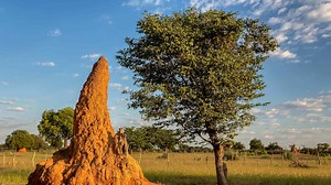Master Builders: Ancient Architectures Built By Tiny Termites