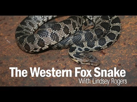 Western Fox Snake 101