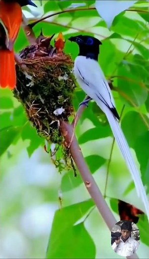 Discover the Perfect Bird bebi Home for Happy Birds Today
