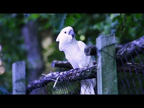 Adorable White Parrot Sings Beautifully – Funny & Cute!