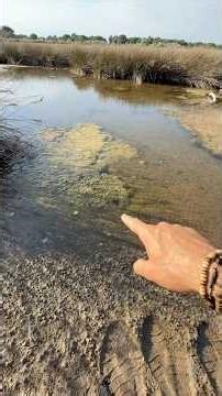 Saving a fish from the marsh ✅