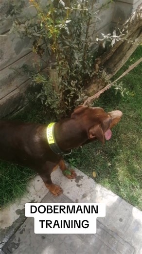 DOBERMANN TRAINING #dogtoberfest #kenyantiktok #gsdoftiktok #dobarmandog