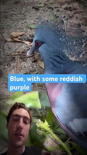 Rare Pidgeon looks like a Villian!? #animals #foryou #fypviral