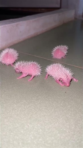 Babies crying #hedgehog #animal #animals #adoreble #cutepet #cute #pet