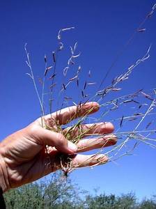 Bouteloua barbata - Alchetron, The Free Social Encyclopedia