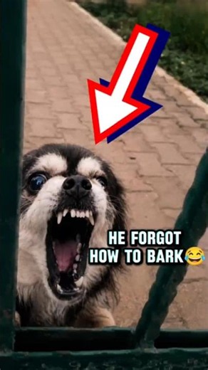 These Dogs Have the Weirdest Barks #shorts #dog