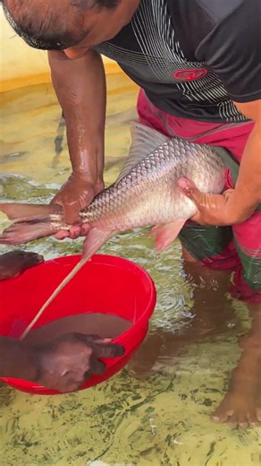 Amazing Rohu Fish Breeding System #shorts