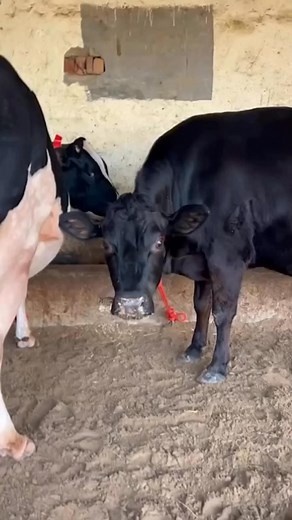 108K views · 2.8K reactions | #cow #dairyfarm #dairy_farming #modern_dairy_farming #modern_agriculture #agricultural_machines #amazing_technology #advance_technology #modern_technolog | cow tv | Facebook