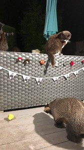 13K views · 1.9K reactions | When Baby Bumpy checked out the Badger Buffet bouncers, Bentley and Coco 說❤️ | Mr Lumpy & Friends. | Facebook