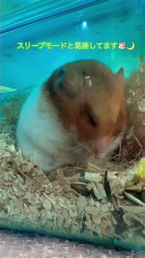 スリープモードと通常モードの狭間 #ハムスター #hamster #眠る