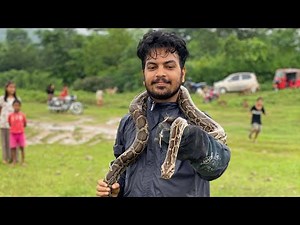 Asian Rock Python Rescued at Rajahar Faram, Devchuli-17, Nawalpur
