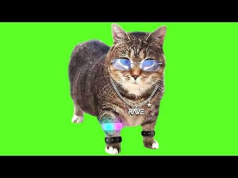 RAVE - OIIA OIIA (Spinning CAT)