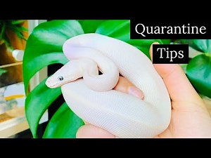 How To Quarantine A New Ball Python