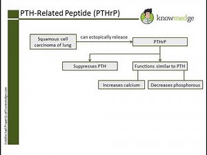 Internal Medicine ABIM Board Exam Review Question: PTHrP
