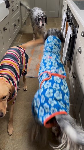 Elmo and Birdie both went into a very deep tide pool and got soaked 🤣 | The Daily Hobson