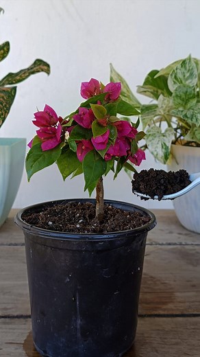 Bougainvillea Fertilizing 🌱 | Gardening Ideas
