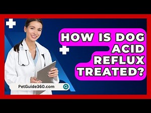 How Is Dog Acid Reflux Treated? - PetGuide360.com