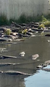 The gators say good morning! | Colorado Gator Farm