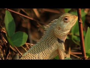 తొండ పీక (thonda peeka) #Oriental Garden lizard