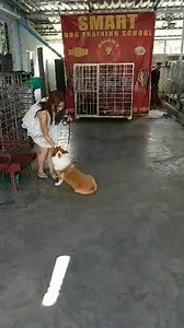 48 reactions · 11 comments | သခင္မမခိုင္းေတာ့လည္းသားသားကလိုက္လုပ္ပါတယ္ဗ်ာ | SMART DOG TRAINING SCHOOL - MYANMAR | Facebook