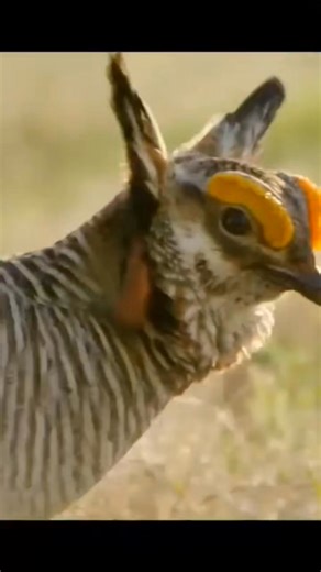 Beautiful courtship dance of lesser prairer chicken ##lesser##prairer##chicken##courtship##dance##nature##wildlife##reel##facebook##dira##saha# | Dira Saha