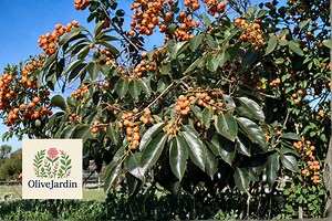 30 Date Plum Tree Seeds – Diospyros Lotus Ornamental Tree – Perennial Landscape Tree - Etsy