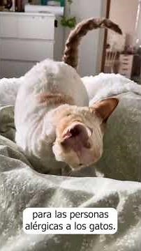 ¿Alérgico a gatos? Estas razas son para ti #gatos #hipoalergénico #mascotas