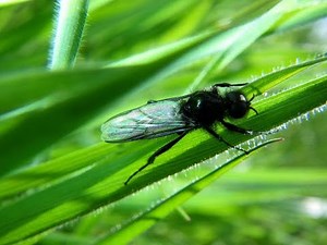 Tying the Hawthorn Fly by Danny Leitch - 1080p HD
