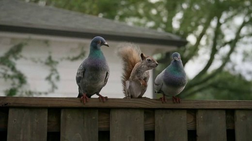 DIRECTV TV Spot, 'For the Birds: Squirrel'