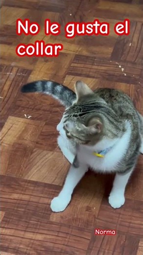 No le gusta su collar y tan bonita que se ve ella #cat #gatos #bendiciones #yosoydelos7mil #cute