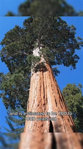 The world tallest living tree 😱