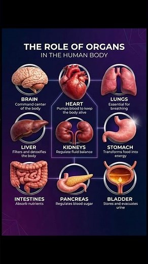 The Human Body Explained: 9 Vital Organs and Their Powerful Functions